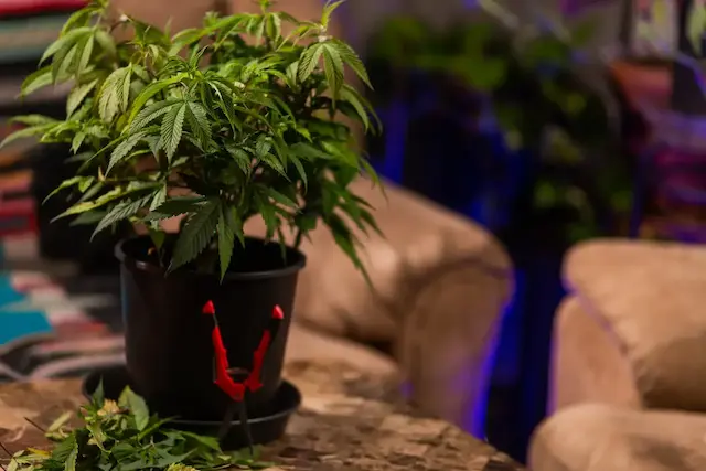 Cultivation trends